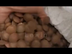 масло семян сача инчи